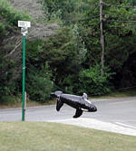 tn-timflated15.jpg